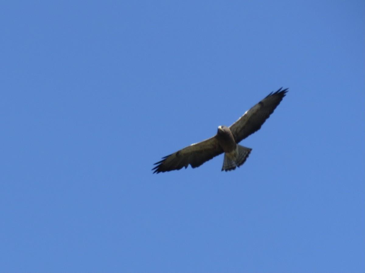 Swainson's Hawk - ML618174623