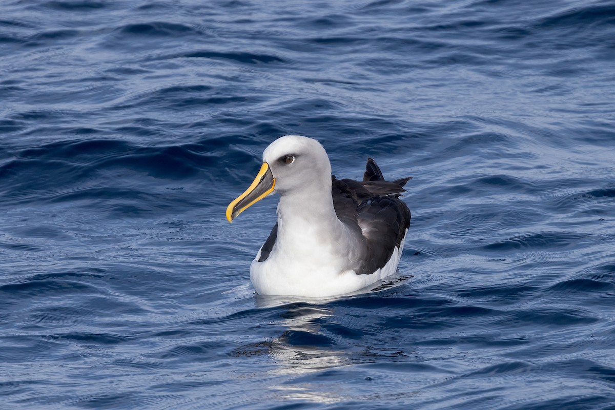 Buller's Albatross - David Webb