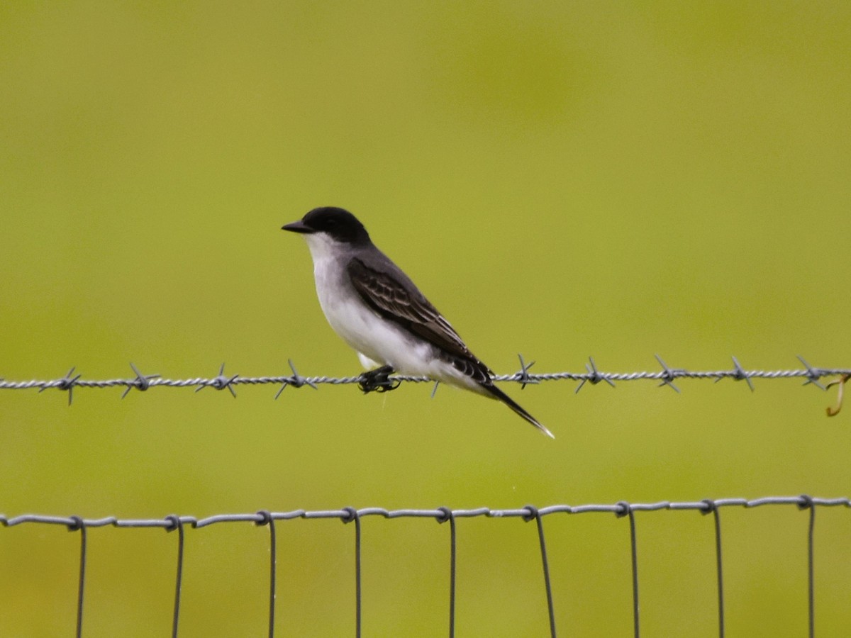 Eastern Kingbird - Mark Greene