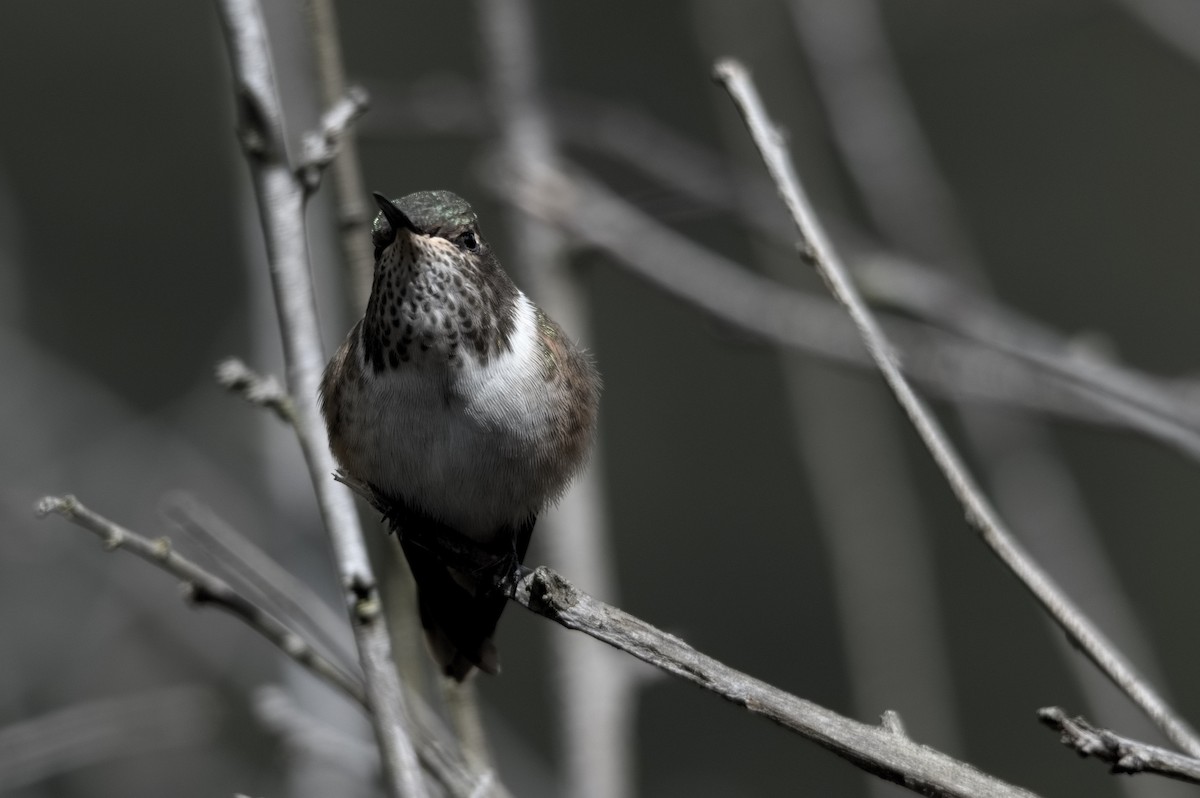 Volcano Hummingbird - ML618174647