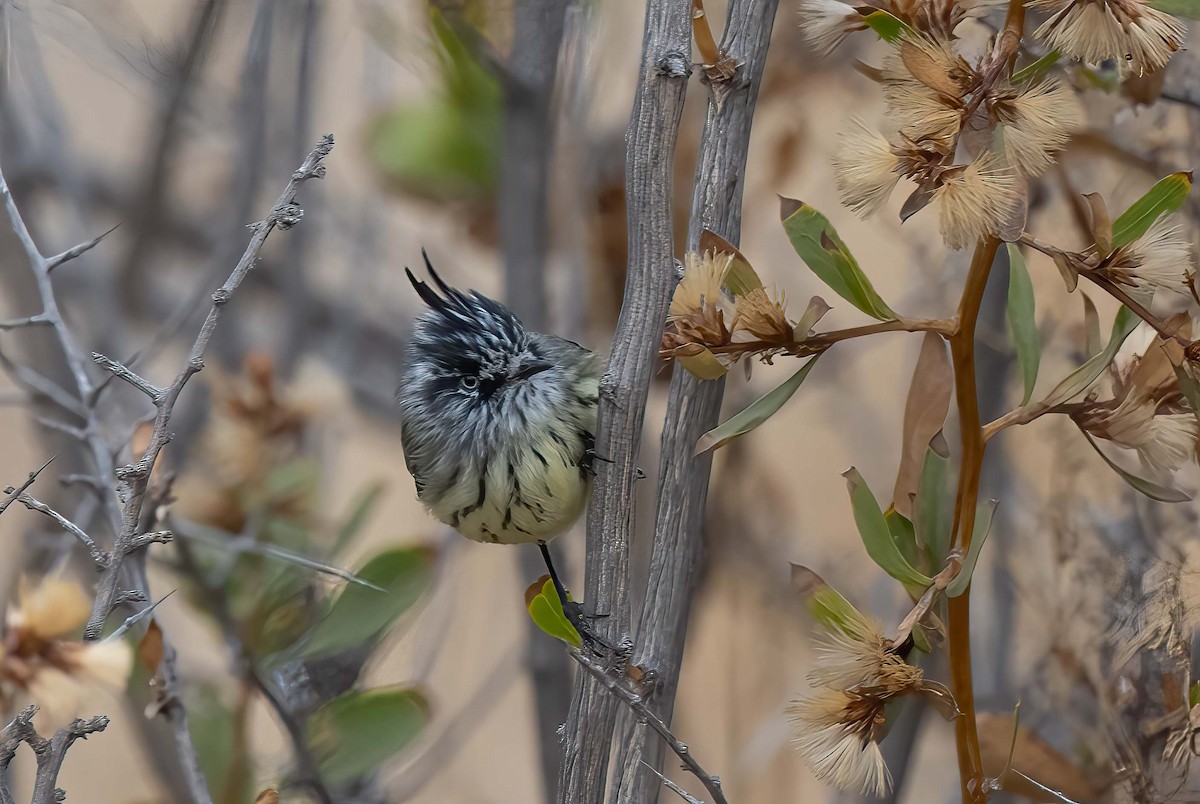 Tufted Tit-Tyrant - Luis R Figueroa