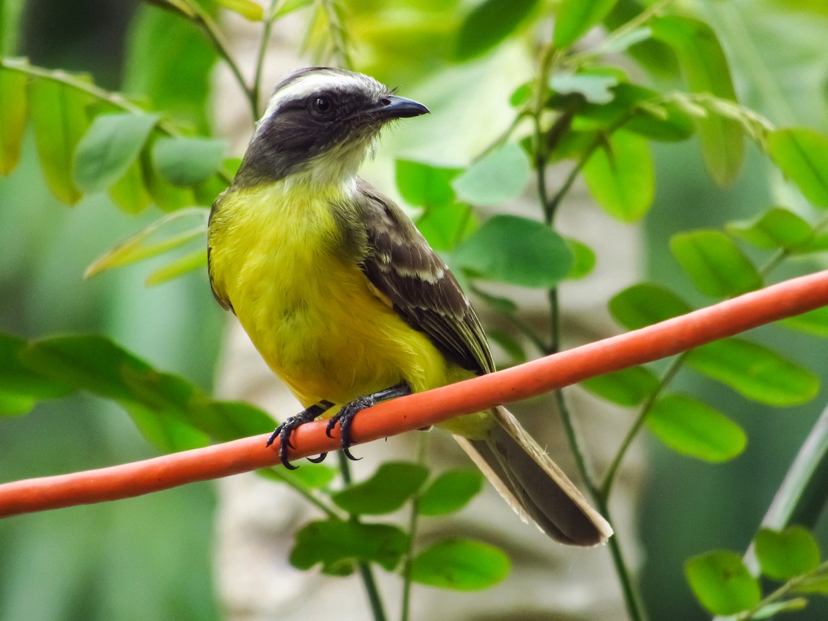 Social Flycatcher - Pedro Jose Caldera