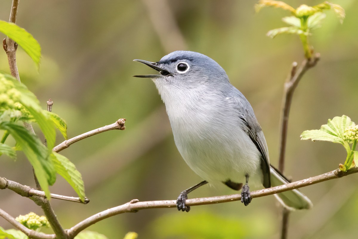 Blue-gray Gnatcatcher - Sean Williams