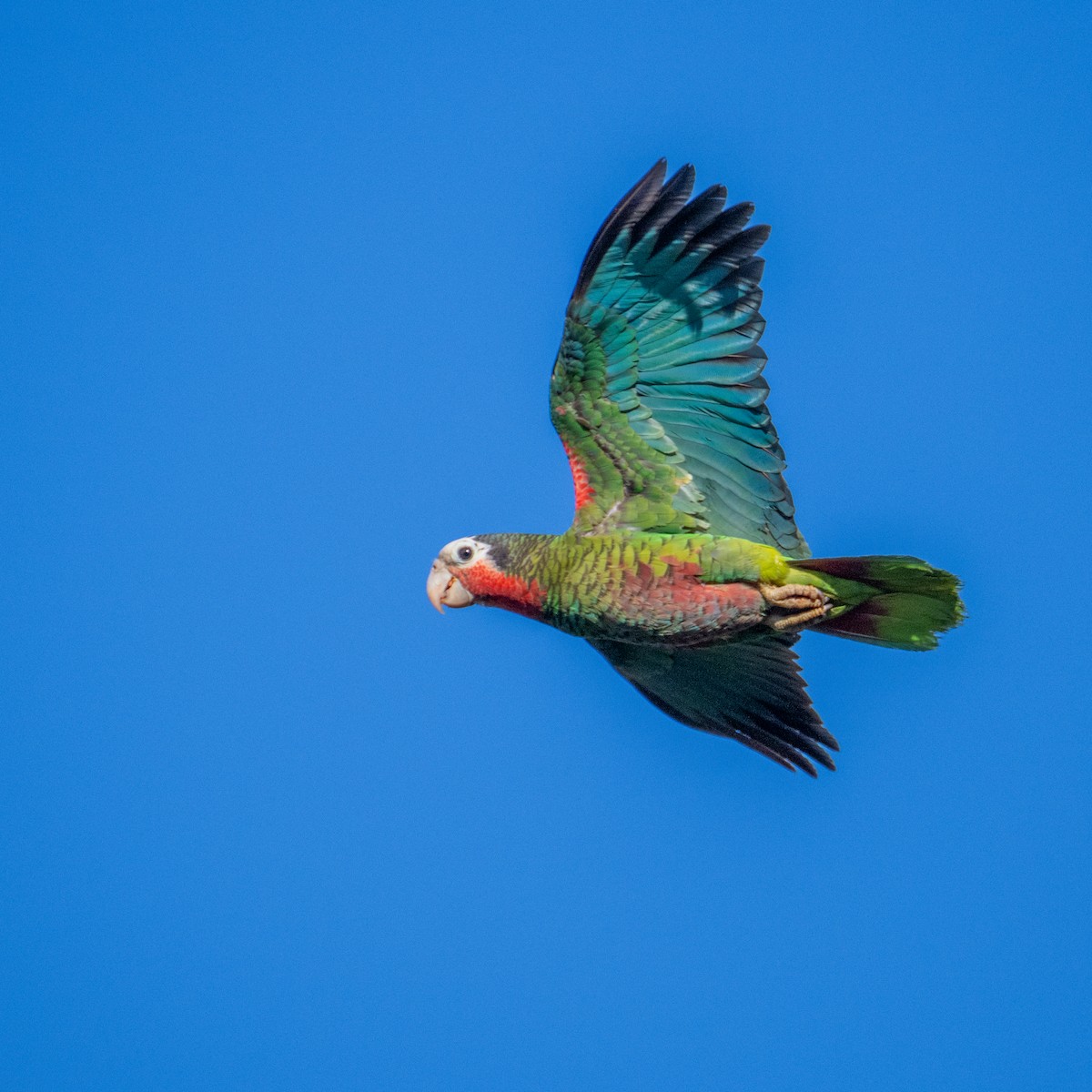 Cuban Parrot - James Hoagland