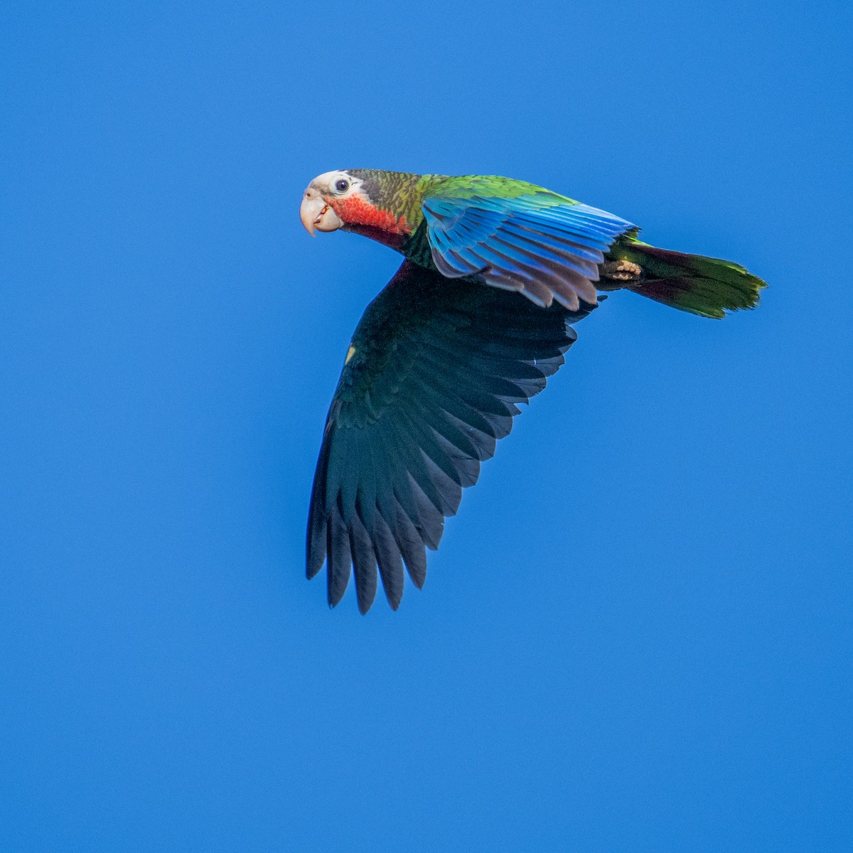 Cuban Parrot - James Hoagland