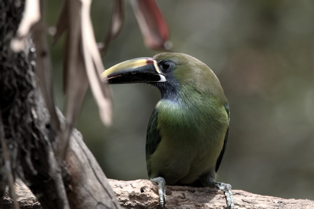 Northern Emerald-Toucanet - ML618174740