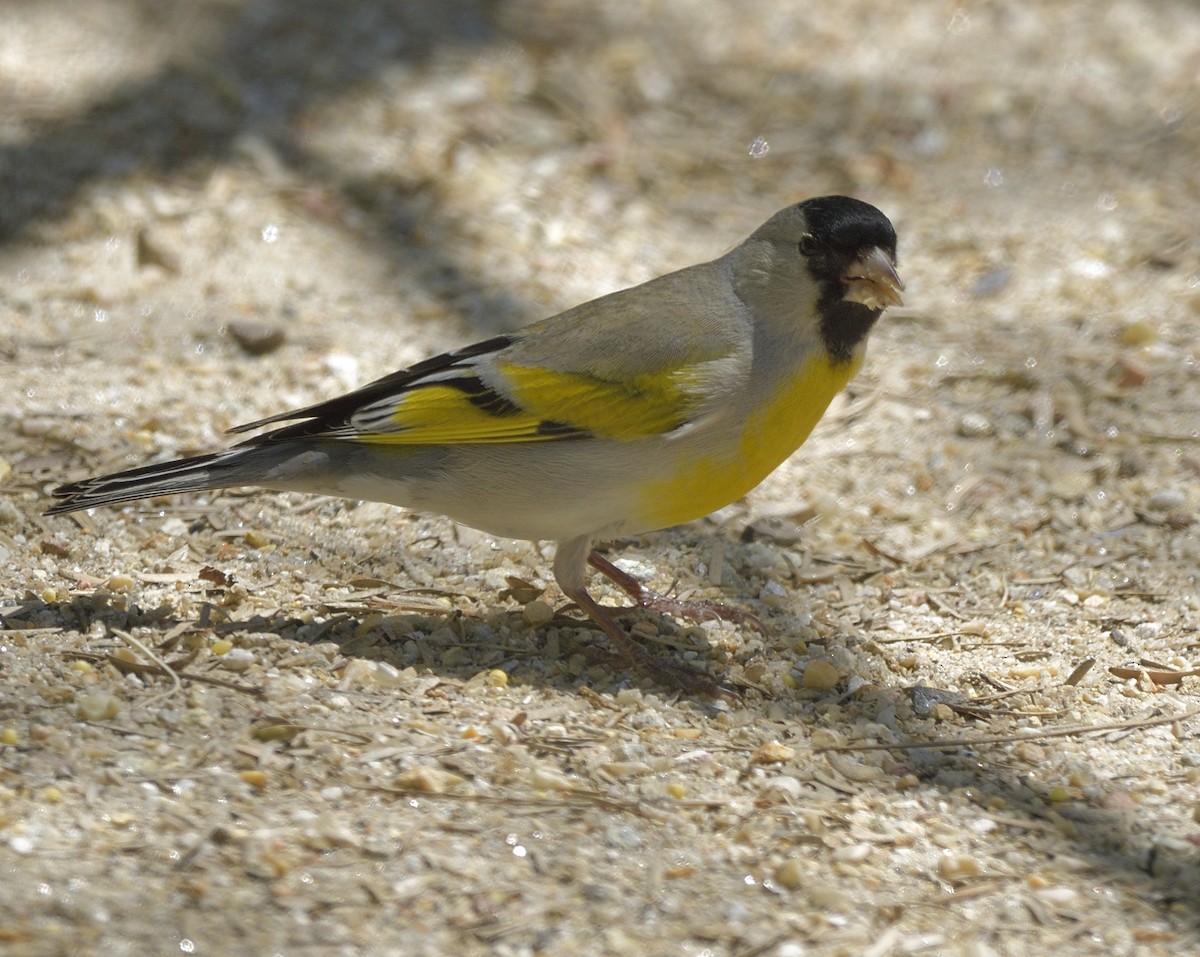 Lawrence's Goldfinch - ML618174743