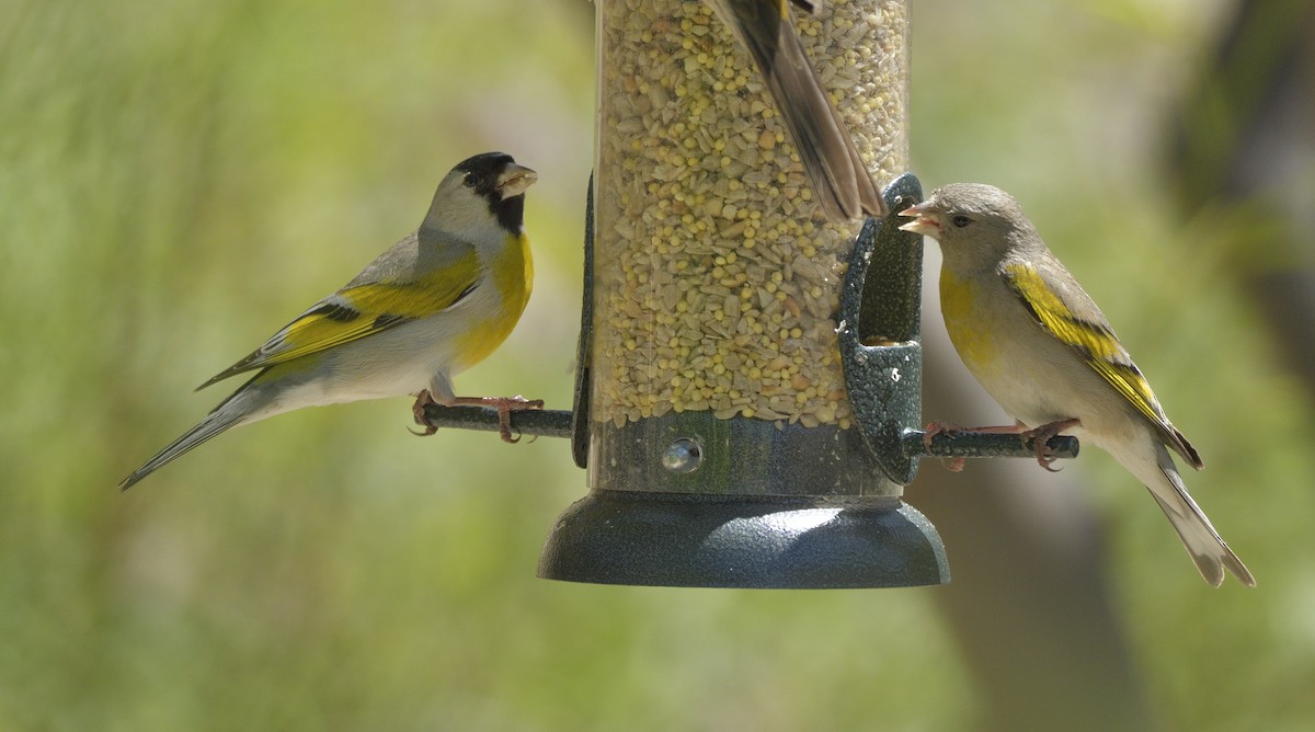 Lawrence's Goldfinch - ML618174744