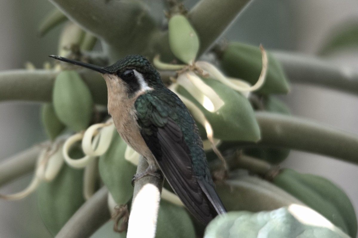 kolibřík pokřovní - ML618174746