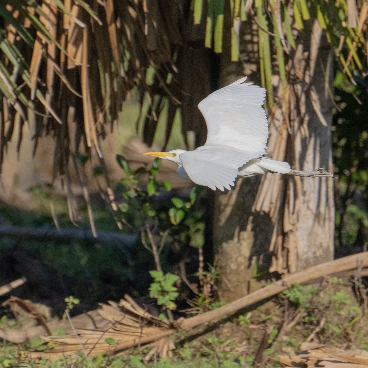 Western Cattle Egret - James Hoagland