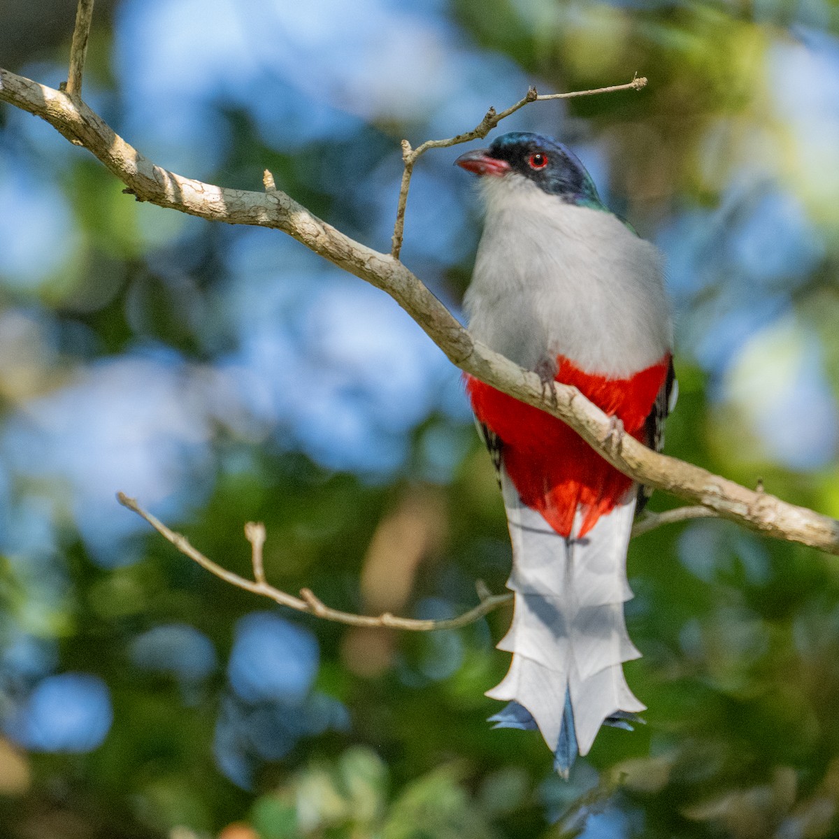 Cuban Trogon - James Hoagland