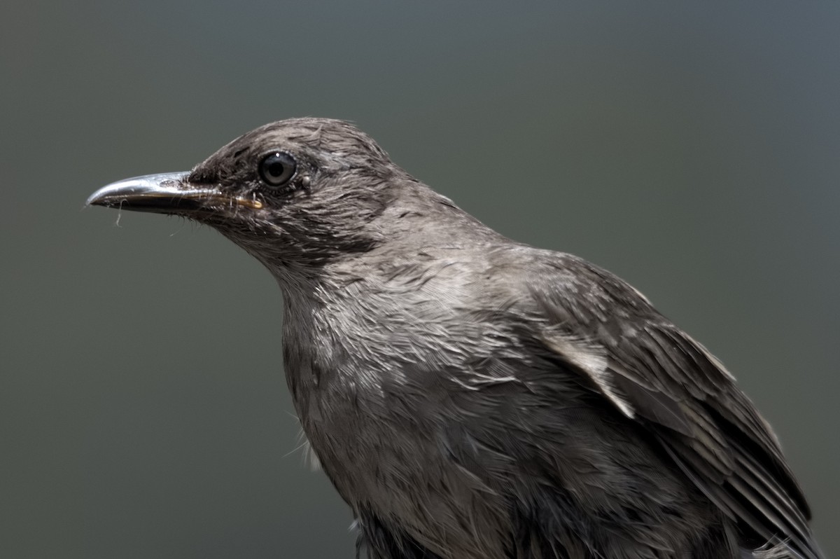 Mountain Thrush - Kevin Thompson