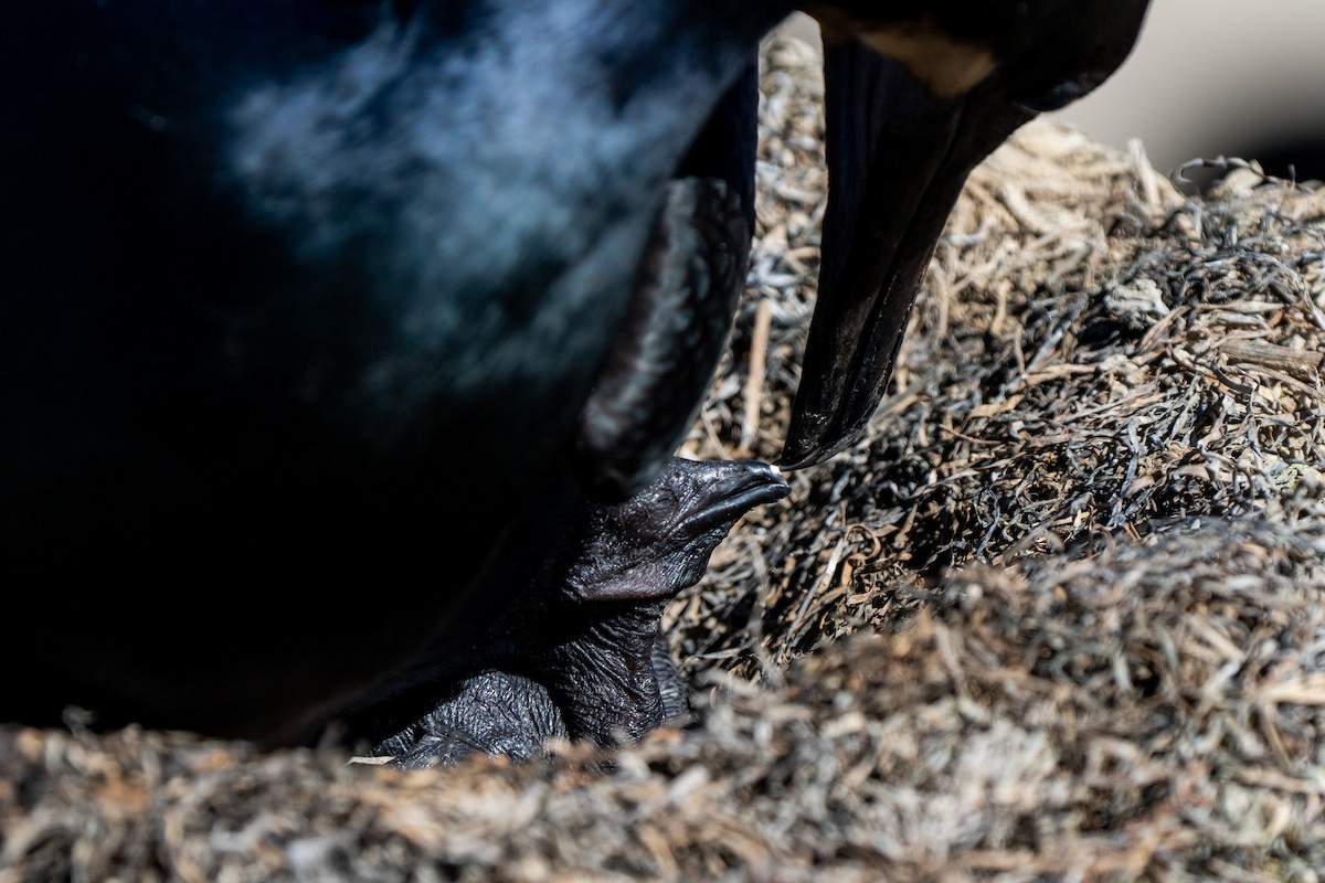 Brandt's Cormorant - Andrea C