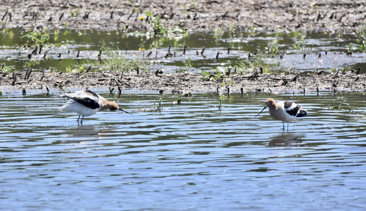 American Avocet - ML618174821