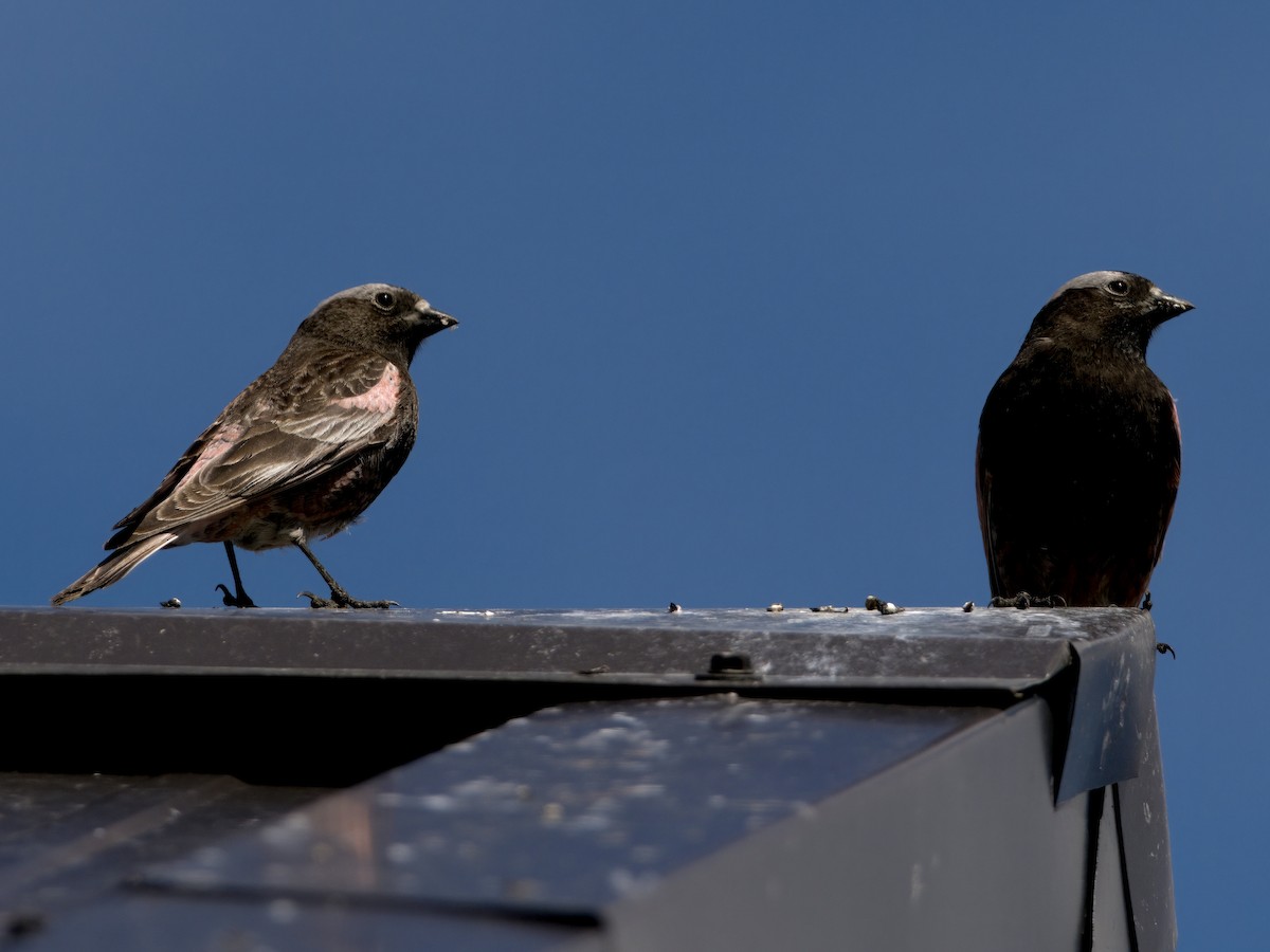 Black Rosy-Finch - Bobby Wilcox