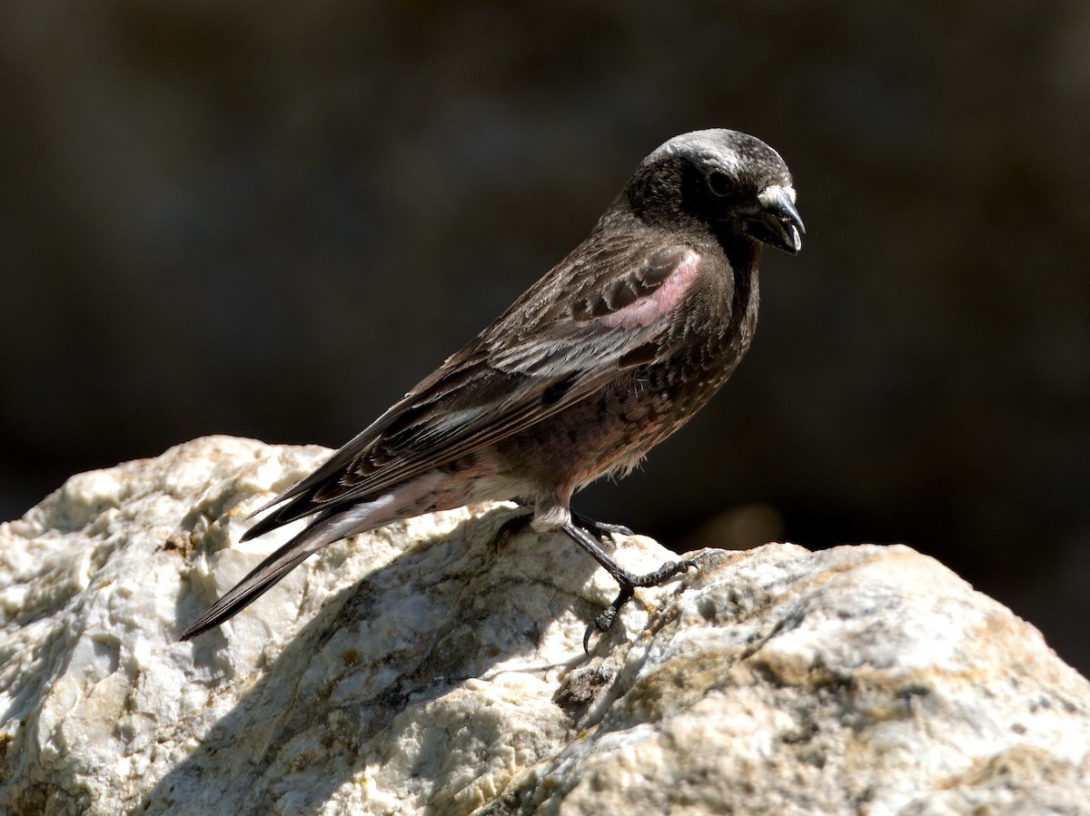 Black Rosy-Finch - Bobby Wilcox