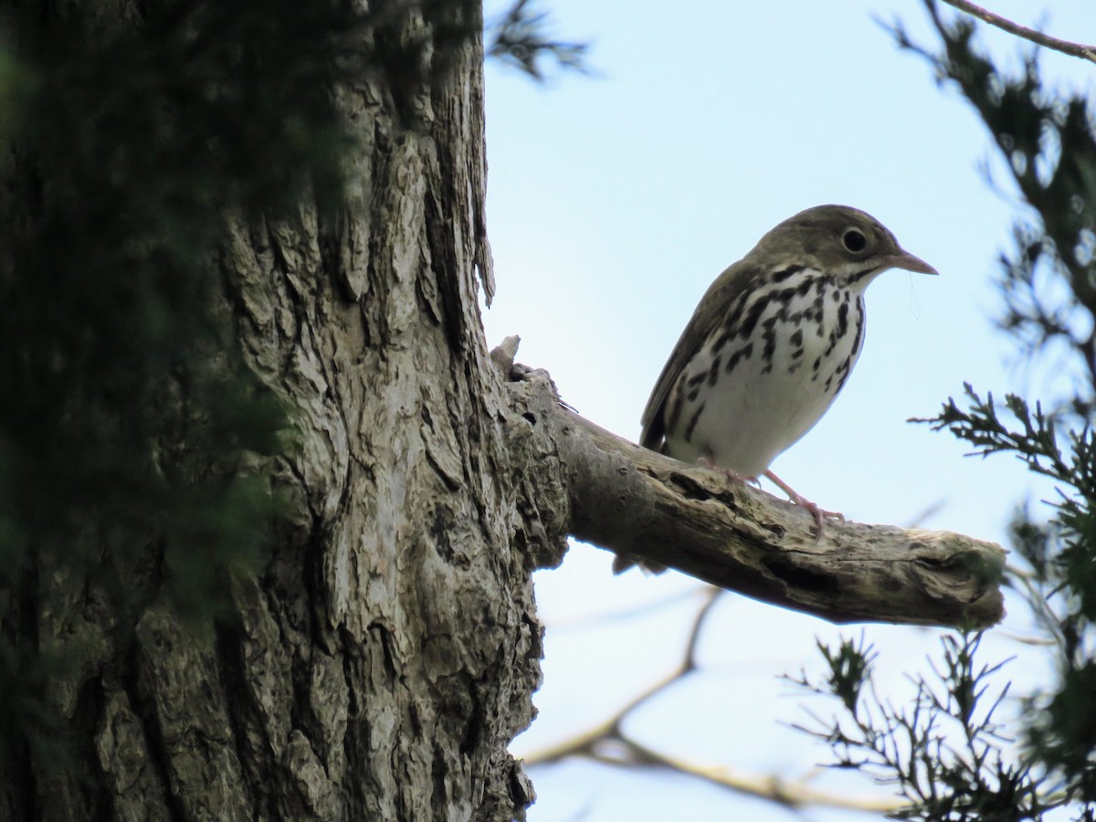 Ovenbird - ML618174832