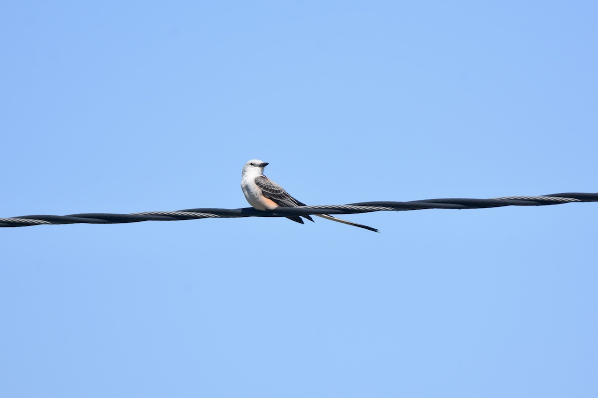 Scissor-tailed Flycatcher - ML618174839