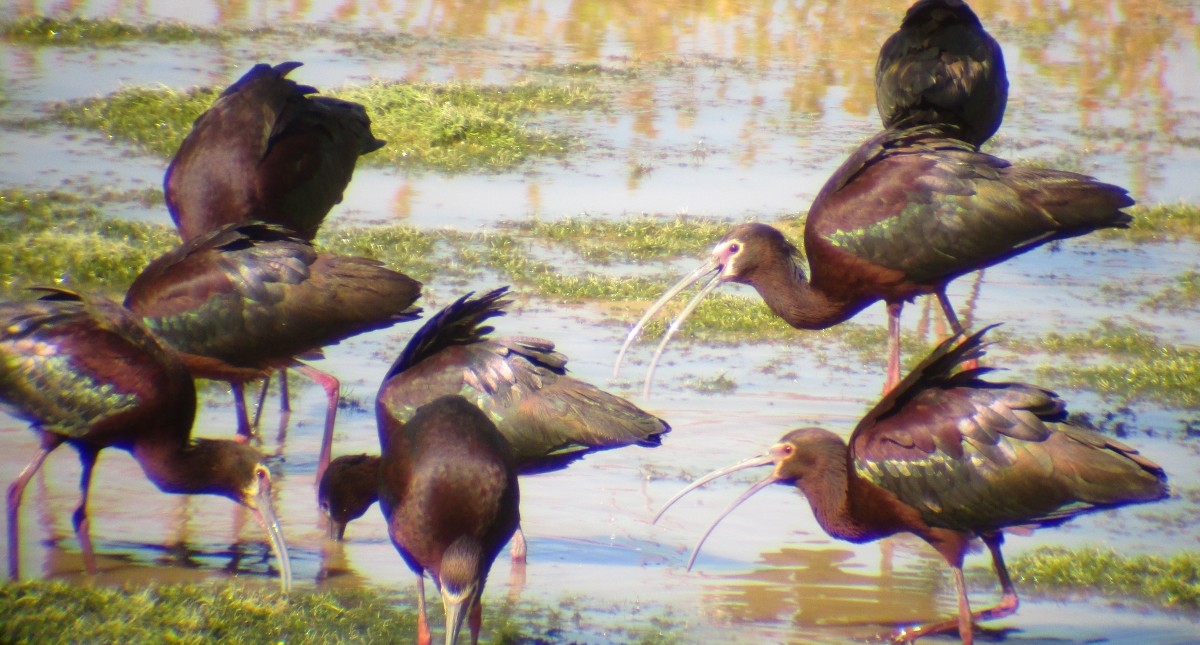 White-faced Ibis - ML618174841