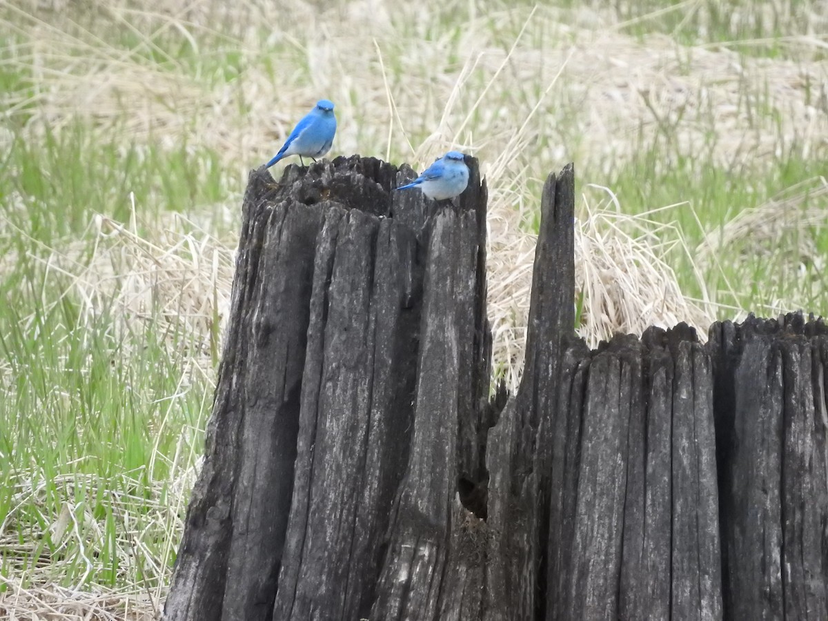 Mountain Bluebird - Darlene Cancelliere