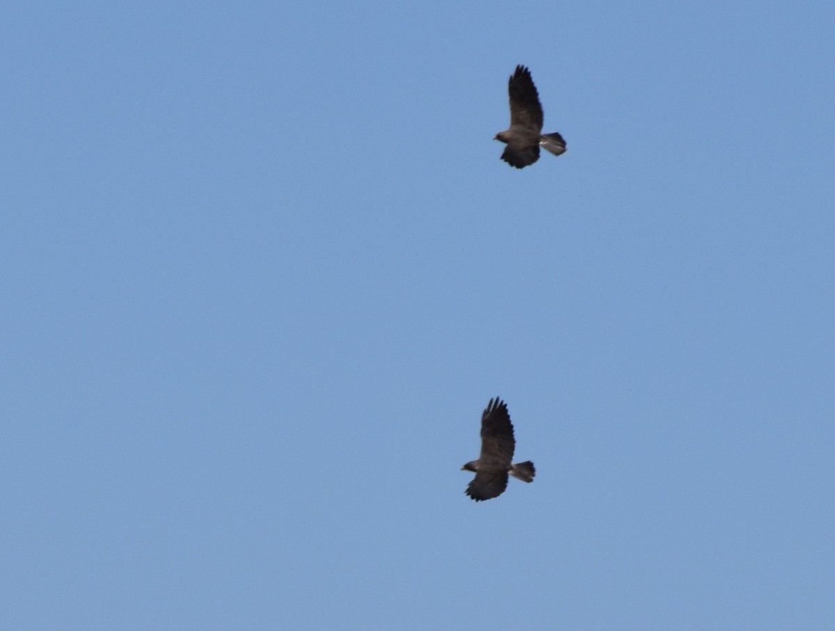 Swainson's Hawk - Steve Nord