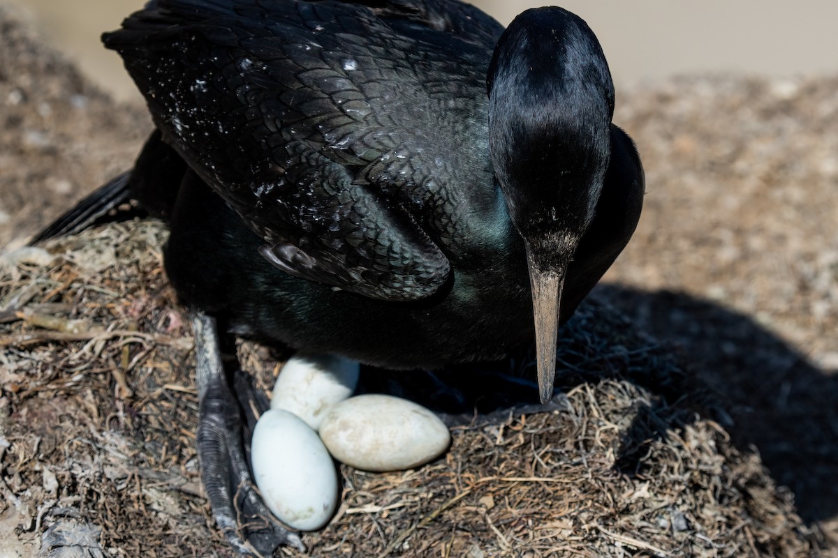 Brandt's Cormorant - Andrea C