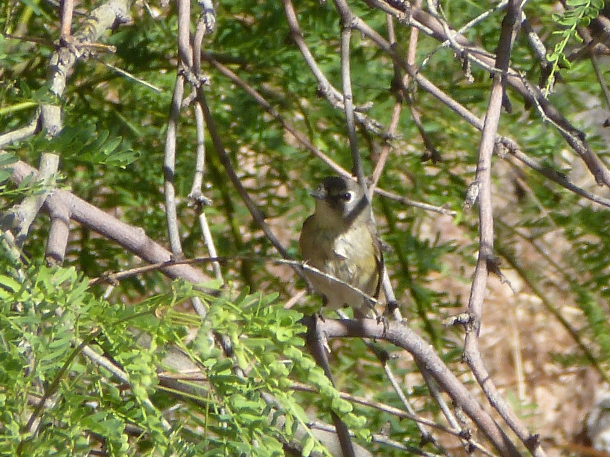 Cassin's Vireo - ML618174911