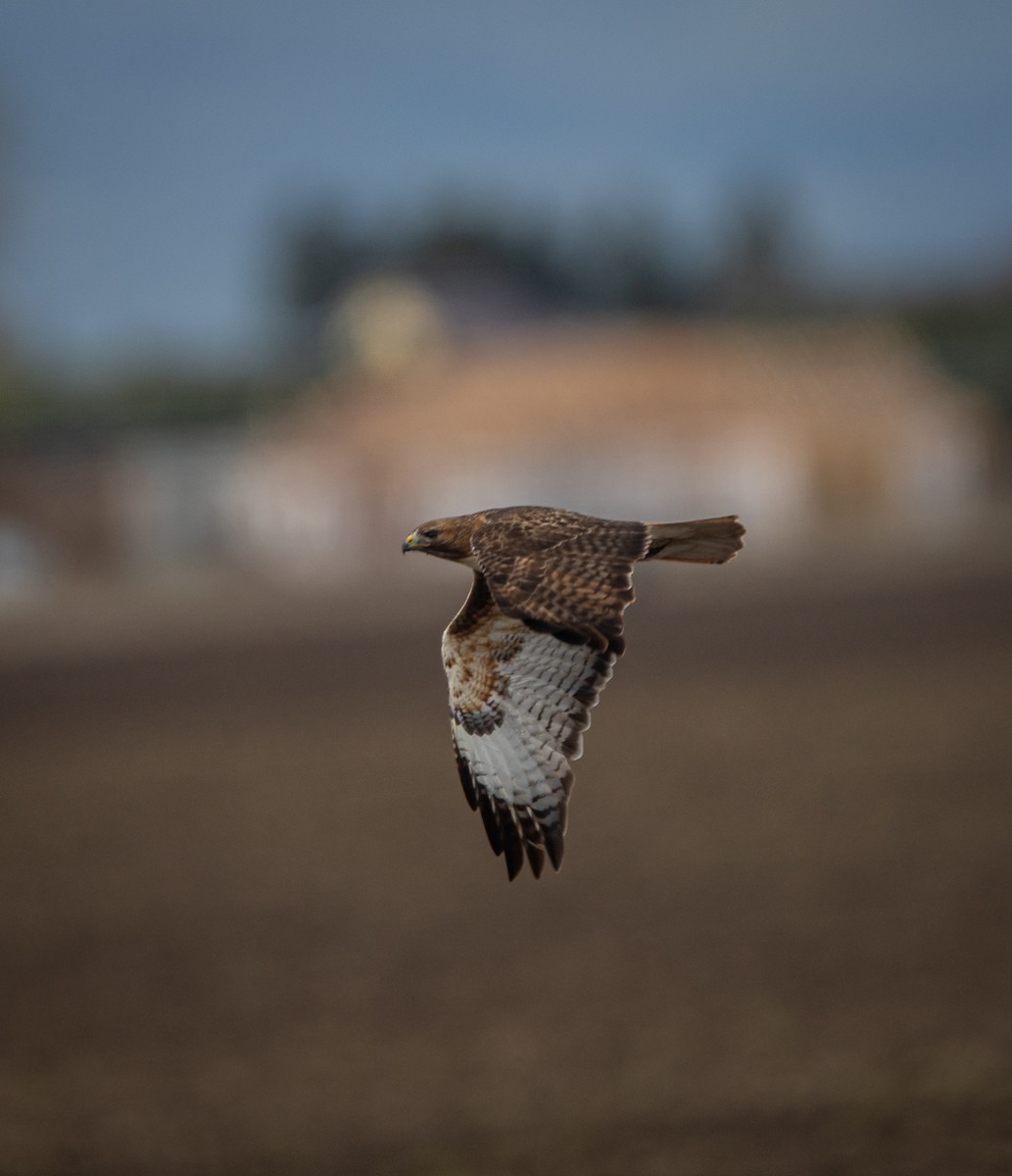 Rotschwanzbussard - ML618174925