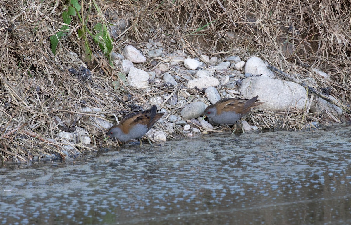 Little Crake - Jonathan Farooqi