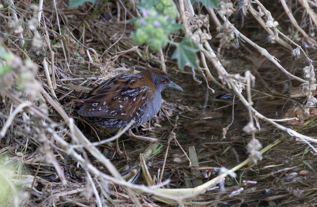 Baillon's Crake - Jonathan Farooqi