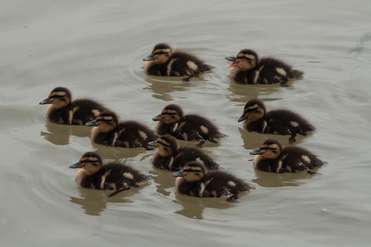 Canard colvert - ML618174950