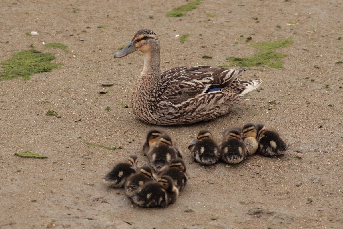 Mallard - Xabier Remirez