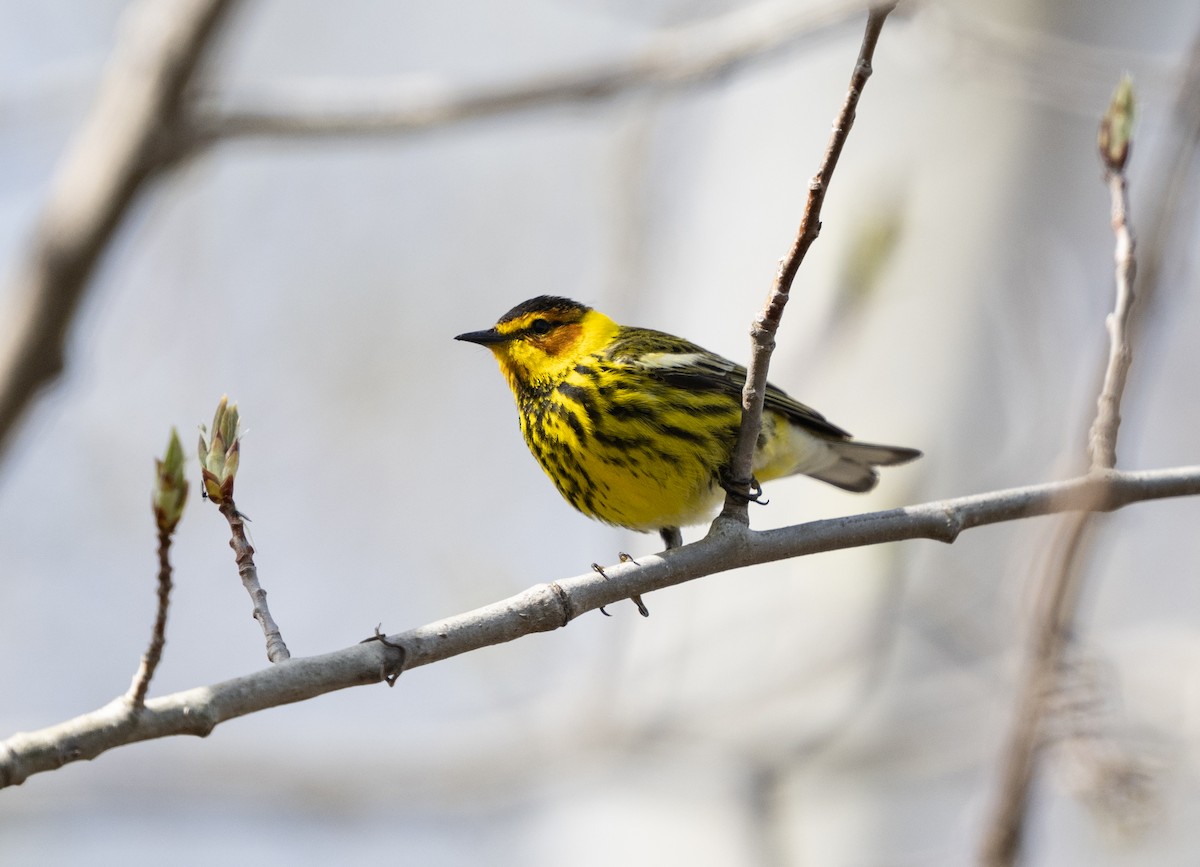 Cape May Warbler - kathy gasper