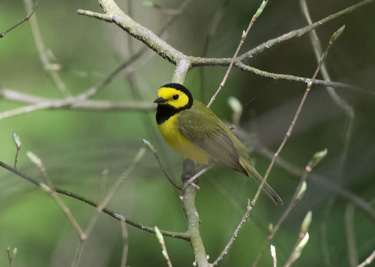 Hooded Warbler - Lisa Klepacz