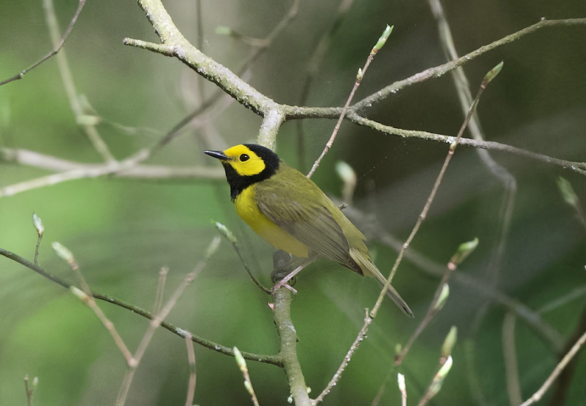 Hooded Warbler - Lisa Klepacz