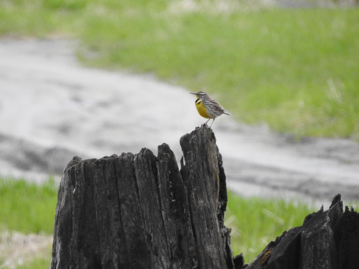 Western Meadowlark - Darlene Cancelliere