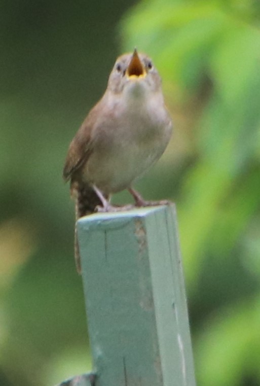 Northern House Wren - Betty Thomas