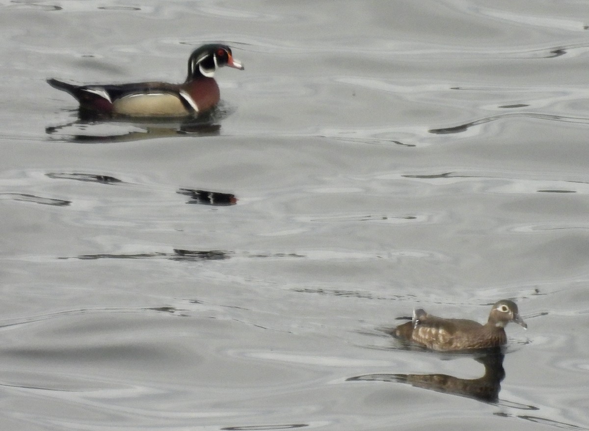 Wood Duck - kim schonning