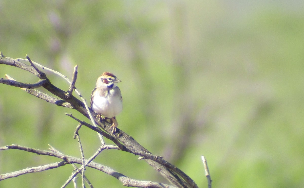 Lark Sparrow - Steve Nord