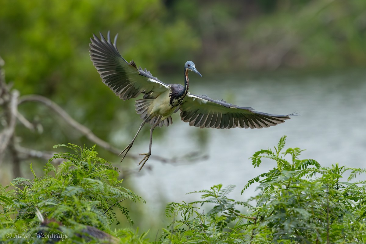 Tricolored Heron - Caitlin Wooldridge