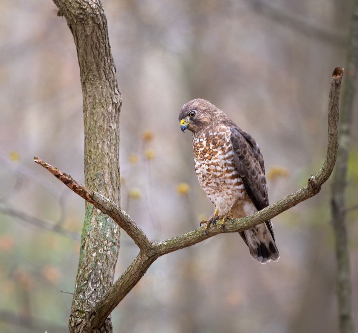 Broad-winged Hawk - ML618174982