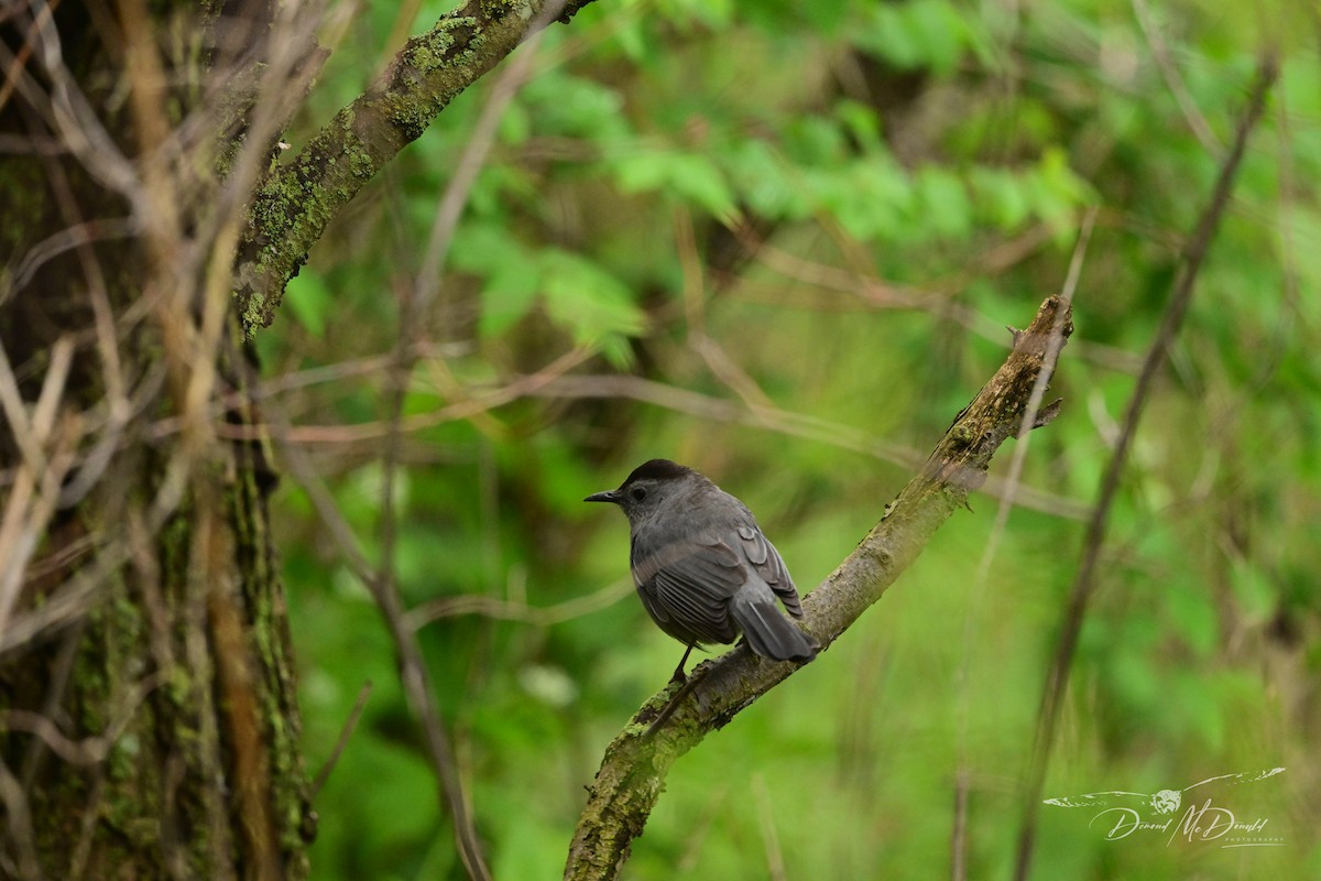 Gray Catbird - Demond McDonald