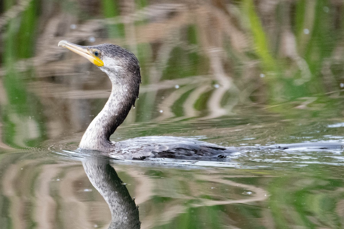 Double-crested Cormorant - Nancy Christensen