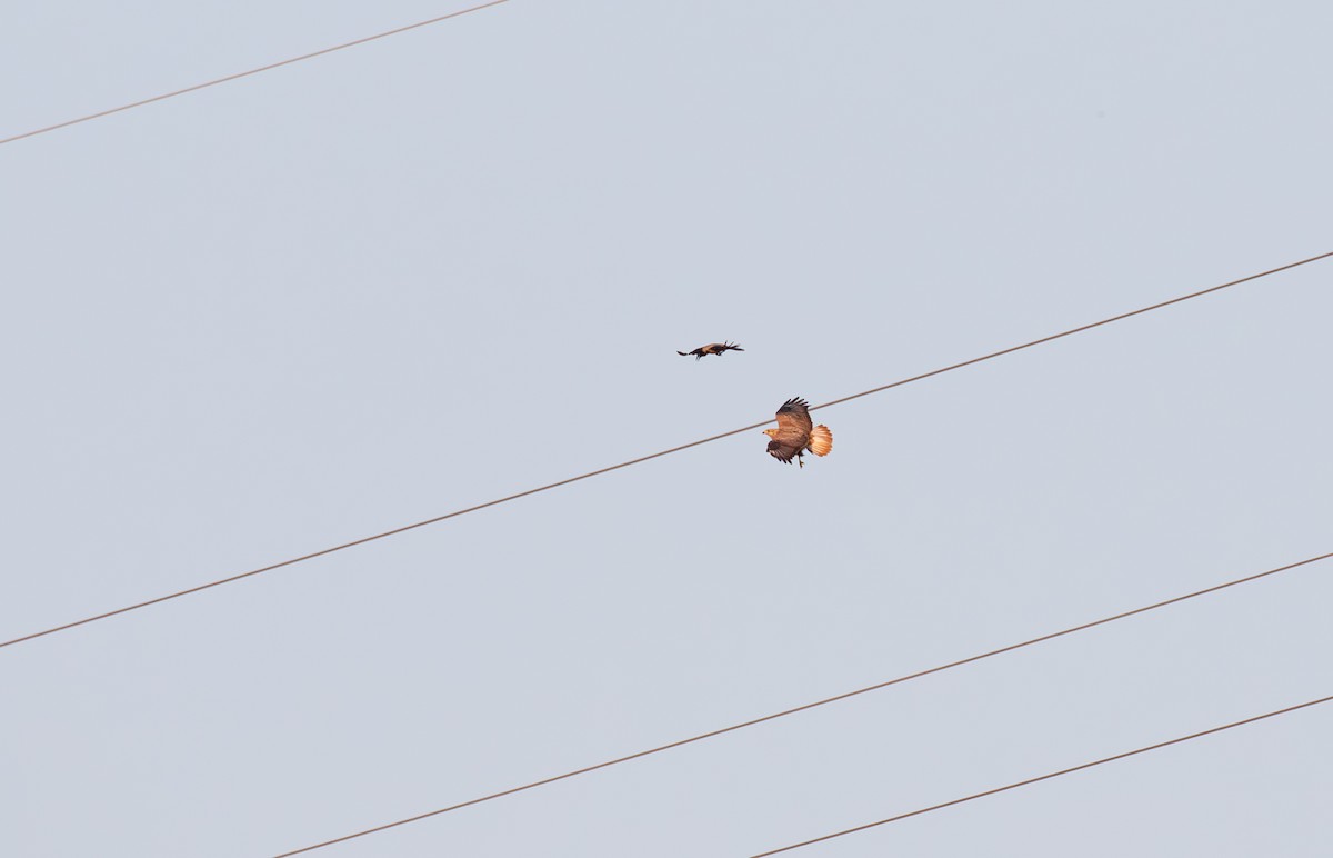 Long-legged Buzzard - Jonathan Farooqi