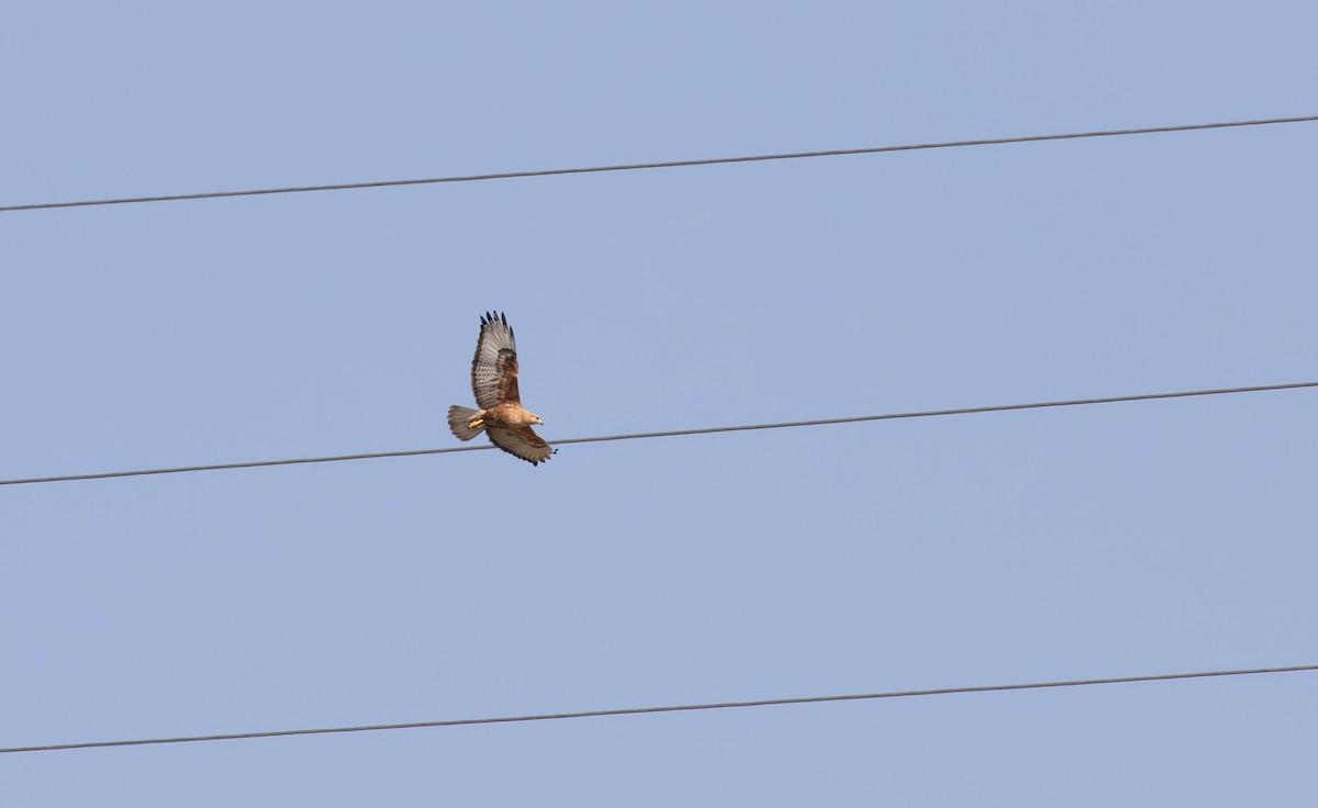 Long-legged Buzzard - Jonathan Farooqi