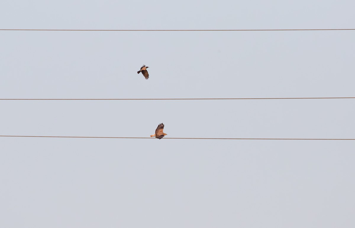 Long-legged Buzzard - Jonathan Farooqi