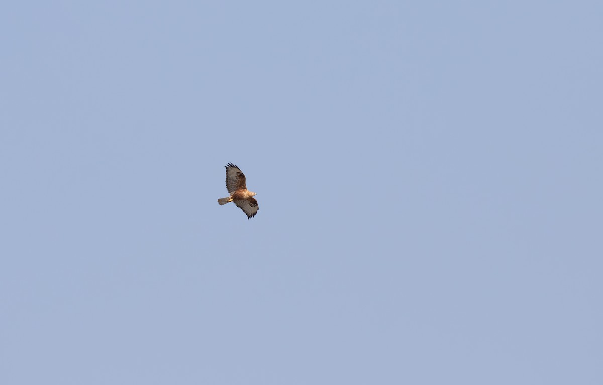 Long-legged Buzzard - Jonathan Farooqi