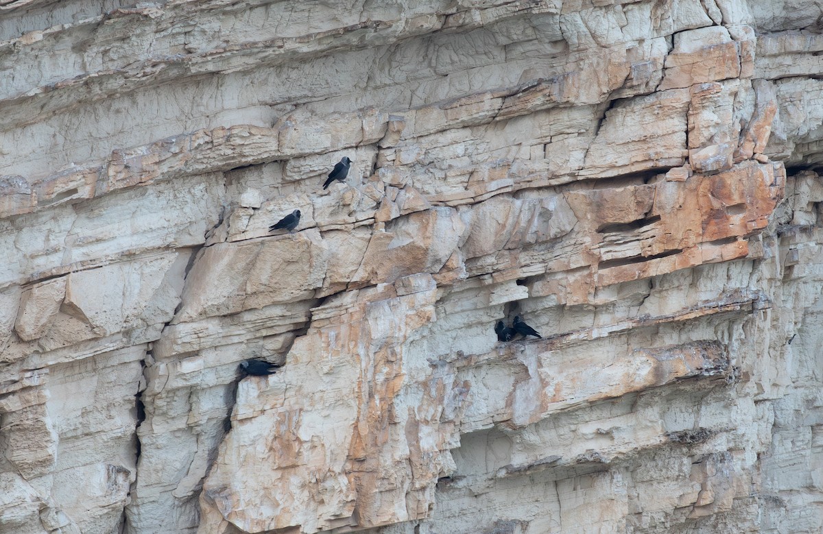 Eurasian Jackdaw - Jonathan Farooqi