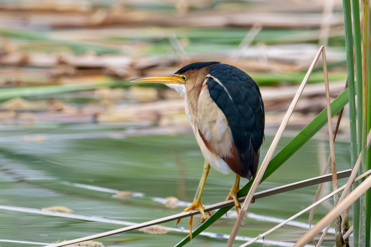 Least Bittern - Nancy Christensen