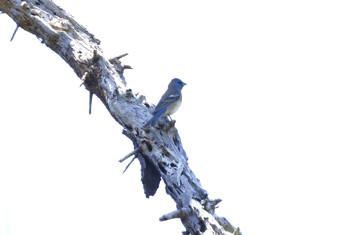 Lazuli Bunting - Margaret Brown